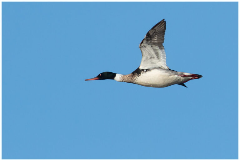 Småskrake - Red-breasted Merganser hane småskrake