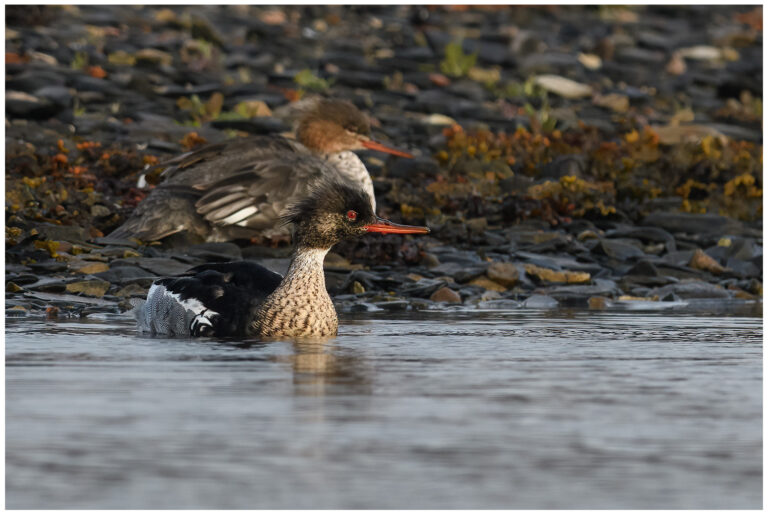 Småskrake - Red-breasted Merganser ett par småskrake