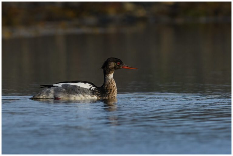 Småskrake - Red-breasted Merganser småskrake hane