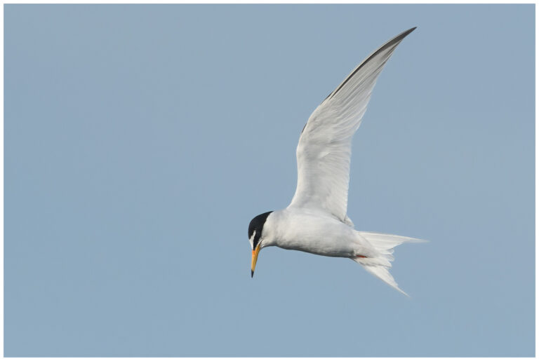 Småtärna - Little Tern småtärna