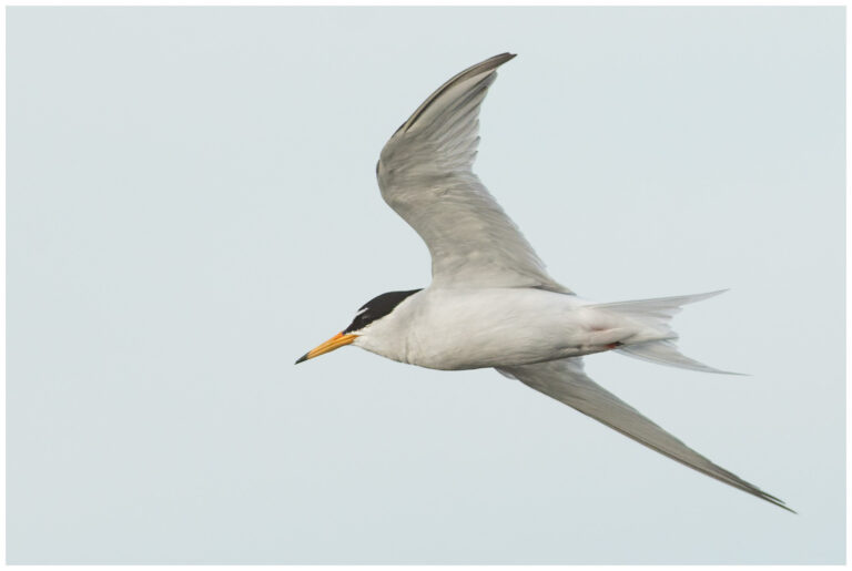 Småtärna - Little Tern adult småtärna