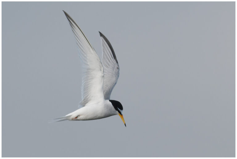 Småtärna - Little Tern småtärna - little tern