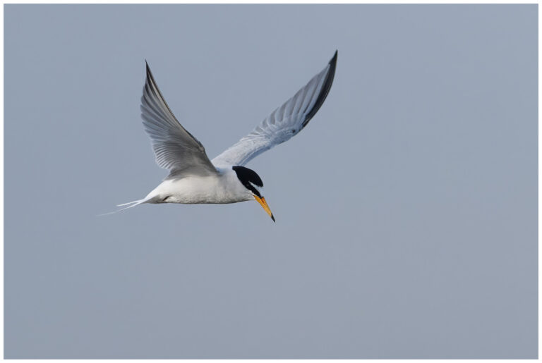 Småtärna - Little Tern Fåglar