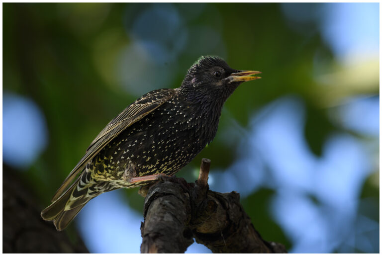 Stare - Common Starling stare på en gren
