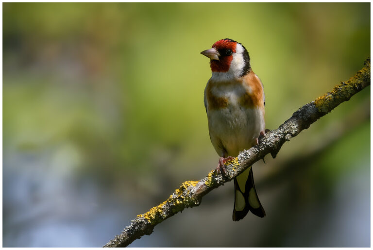 Steglits - European Goldfinch steglits på en gren