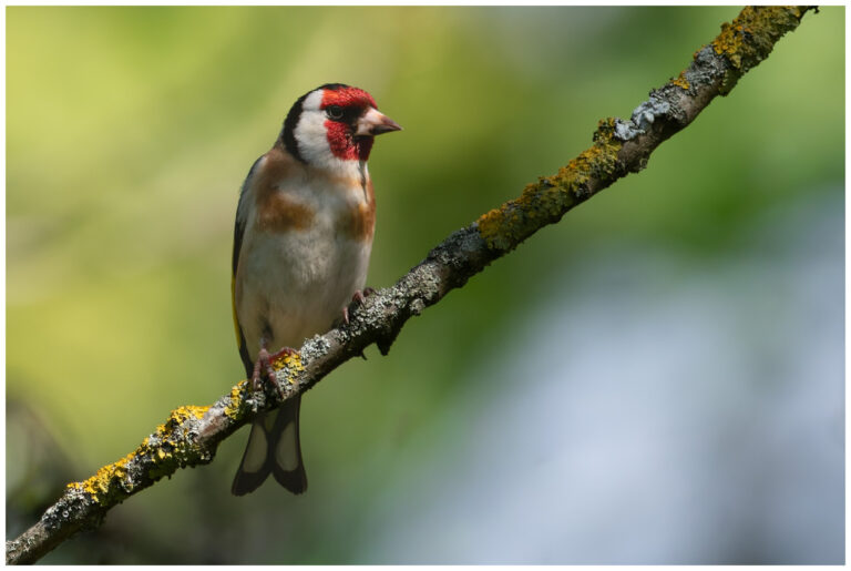 Steglits - European Goldfinch steglits i solen