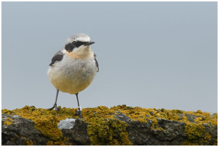 Stenskvätta - Northern Wheatear stenskvätta hane