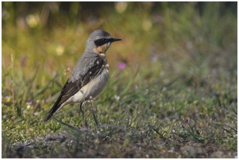 Stenskvätta - Northern Wheatear hane stenskvätta