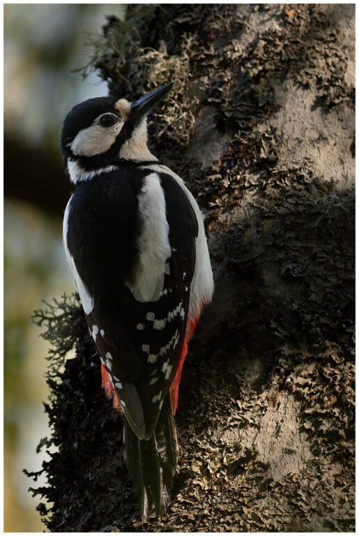 I naturen hackspett i naturen
