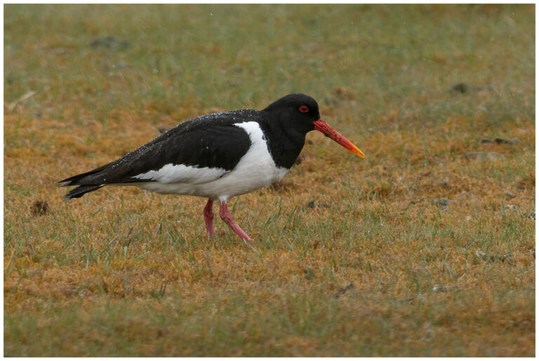 Strandskata - Eurasian Oystercatcher strandskata regn
