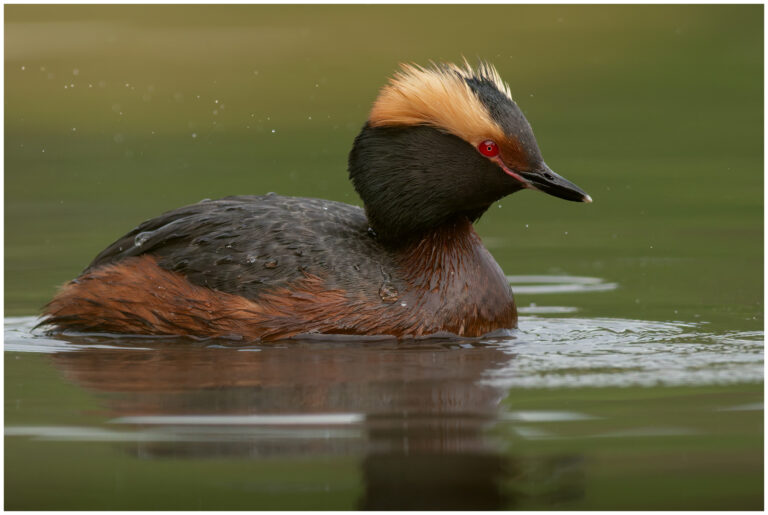 Svarthakedopping - Horned Grebe svarthakedopping