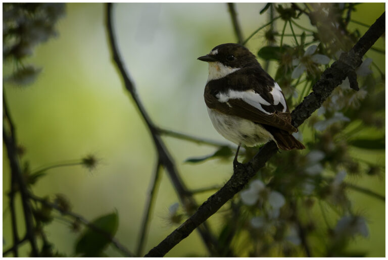 Svartvit Flugsnappare - European Pied Flycatcher Svartvit Flugsnappare