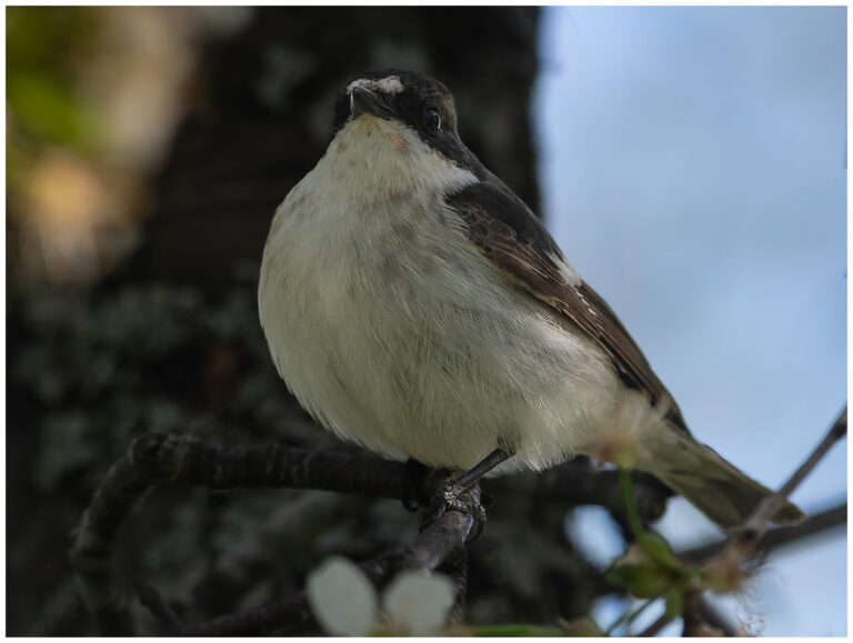 Svartvit Flugsnappare - European Pied Flycatcher hane svartvit flugsnappare