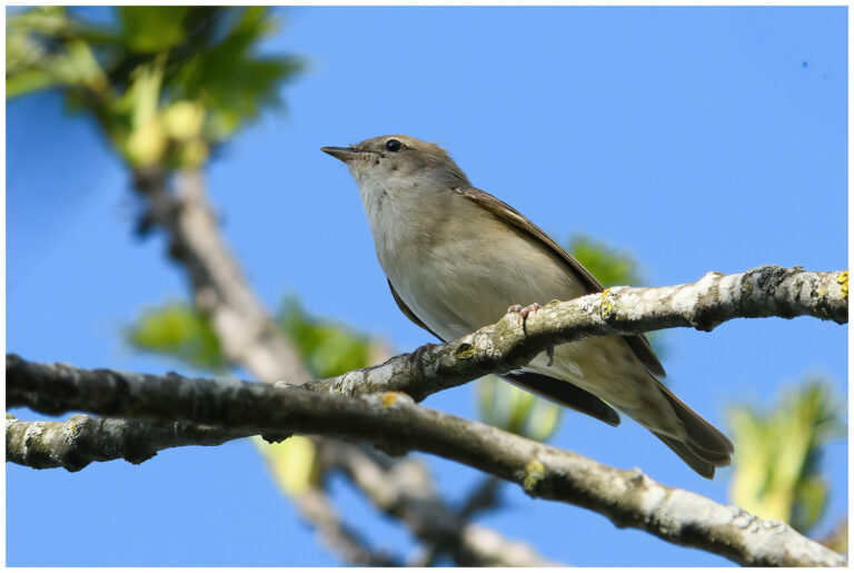 Trädgårdssångare - Garden Warbler trädgårdssångare på gren