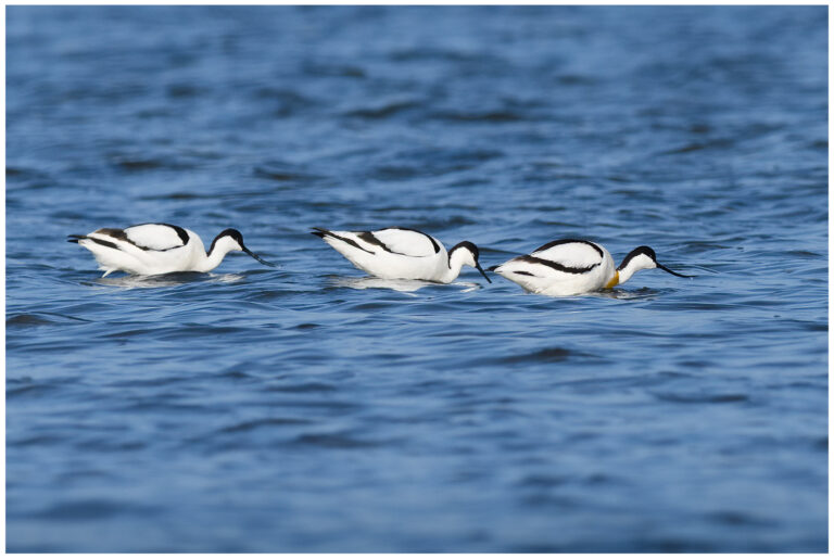 Skärfläcka - Pied Avocet skärfläckor