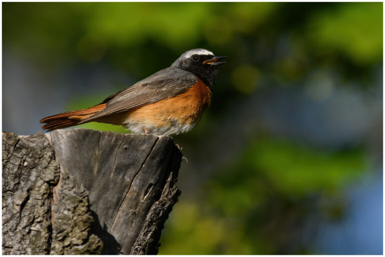 Rödstjärt - Common Redstart rödstjärt på en stubbe