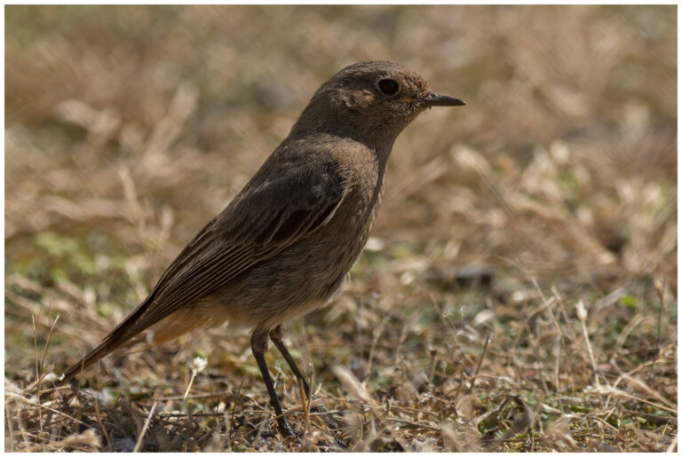 Svart rödstjärt - Black Redstart svart rödstjärt - hona