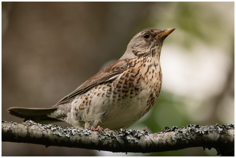 Björktrast - Fieldfare björktrast på en gren