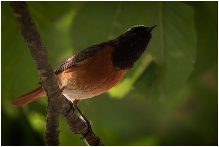 Rödstjärt - Common Redstart common redstart