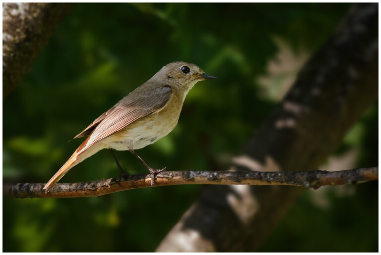 Rödstjärt - Common Redstart hona rödstjärt