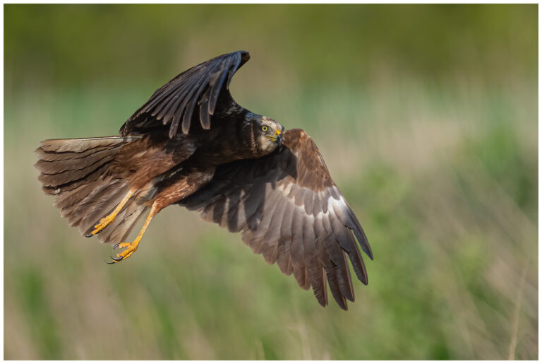 Naturphoto - min sida om fåglar i naturen Naturphoto - min sida om fåglar i naturen