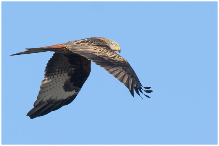 Naturphoto - min sida om fåglar i naturen Naturphoto - min sida om fåglar i naturen