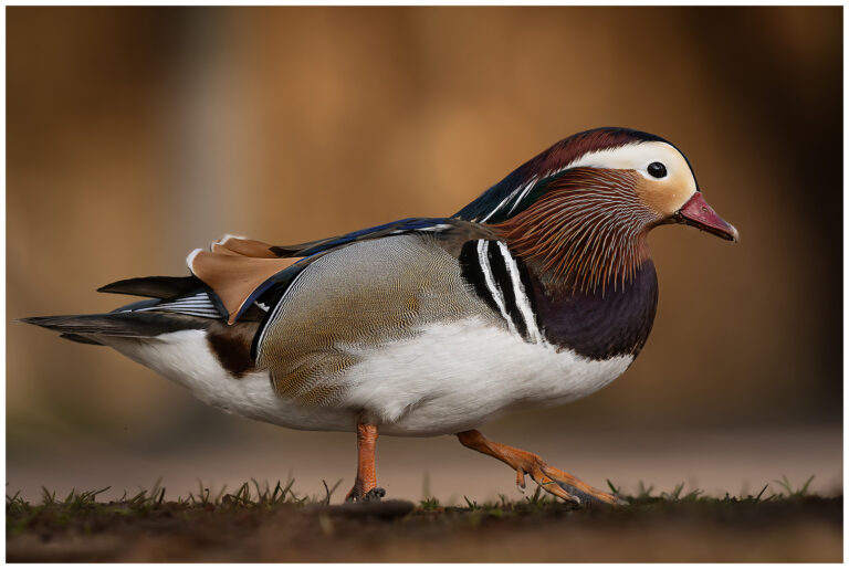 Naturphoto - min sida om fåglar i naturen Naturphoto - min sida om fåglar i naturen