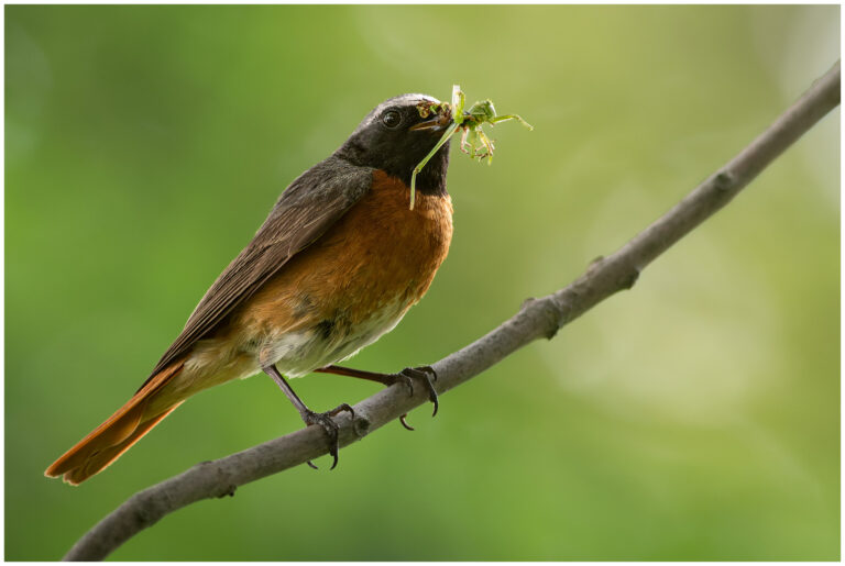 Rödstjärt - Common Redstart Rödstjärt hane med gräshoppor i näbben sitter på en gren i grönskande miljö.