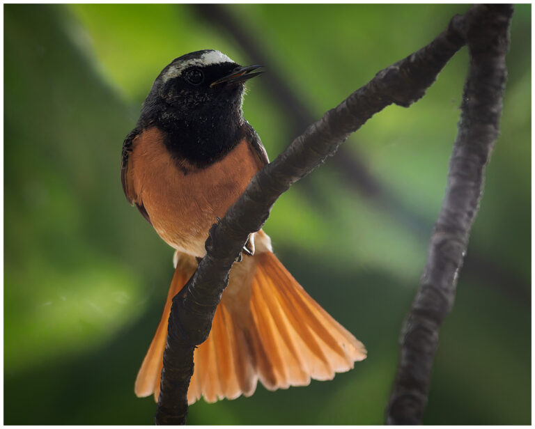 Rödstjärt - Common Redstart Rödstjärt - Phoenicurus phoenicurus en hane