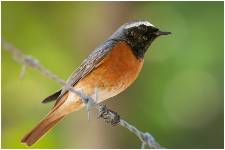 Rödstjärt - Common Redstart Phoenicurus phoenicurus