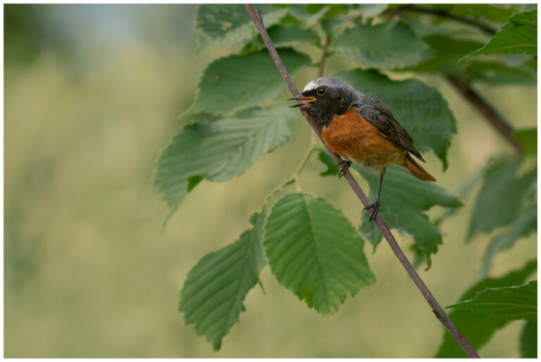 Mycket ute i naturen ute i naturen