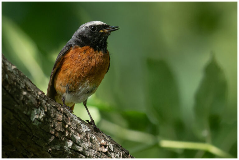 Rödstjärt - Common Redstart Rödstjärt - Phoenicurus phoenicurus