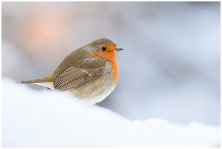 Naturphoto - min sida om fåglar i naturen fåglar i naturen,fågelbilder