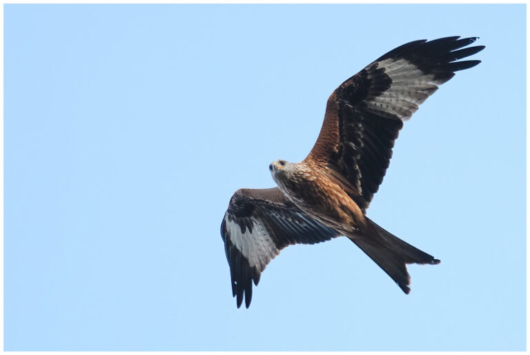 Röd Glada - Red Kite röd glada flyger