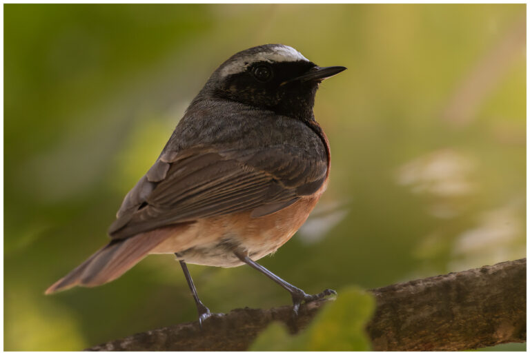 Rödstjärt - Common Redstart common redstart