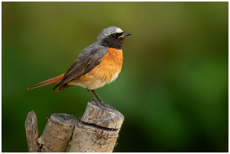 Rödstjärt - Common Redstart Common Redstart