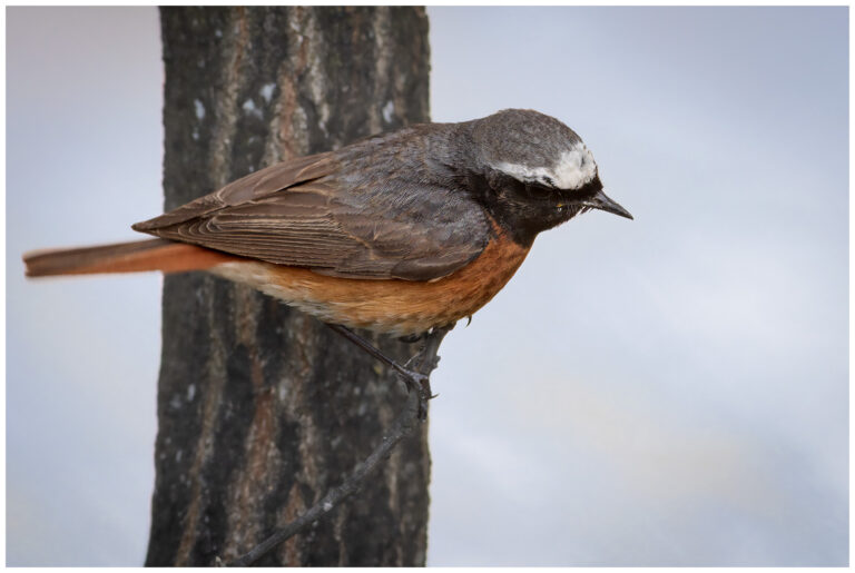 Rödstjärt - Common Redstart hane - rödstjärt