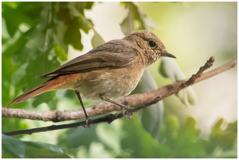 Rödstjärt - Common Redstart en hona rödstjärt