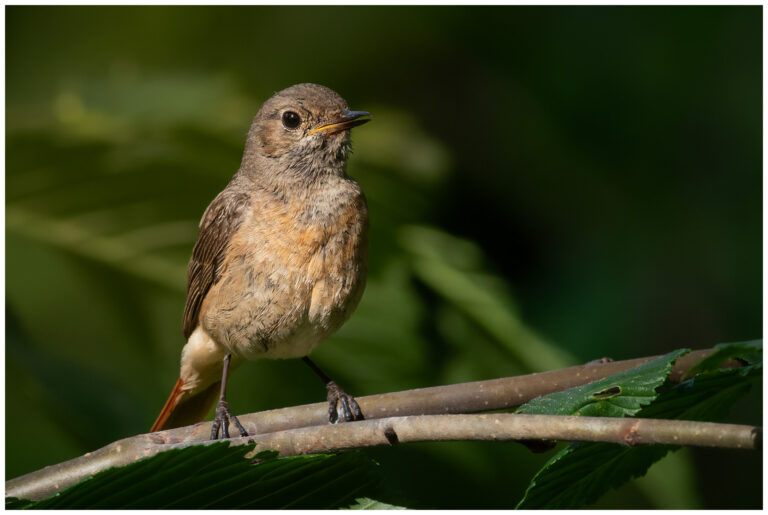 Rödstjärt - Common Redstart Rödstjärt - Phoenicurus phoenicurus