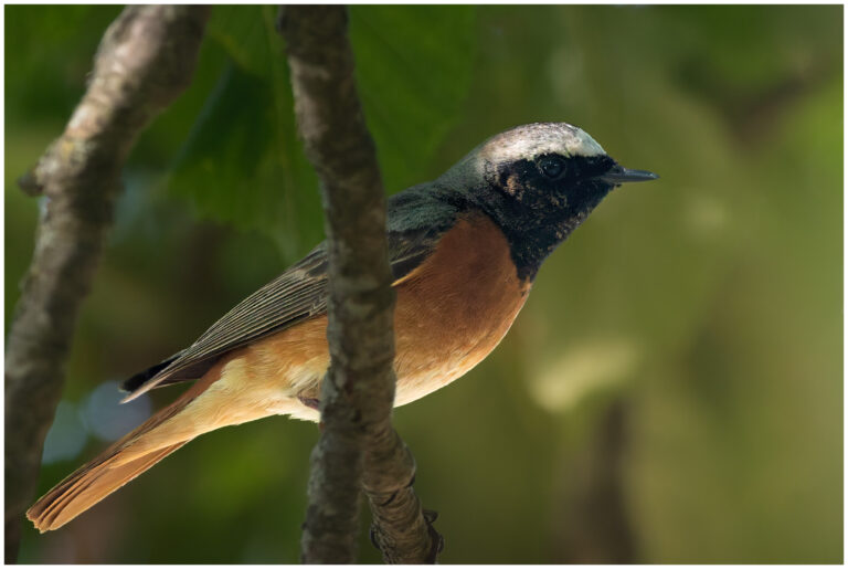 Rödstjärt - Common Redstart Phoenicurus phoenicurus