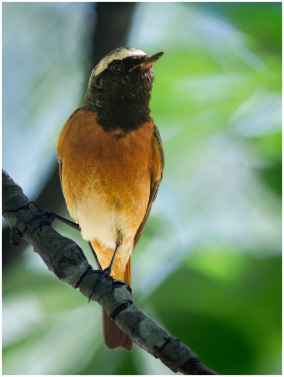 Rödstjärt - Common Redstart hane rödstjärt