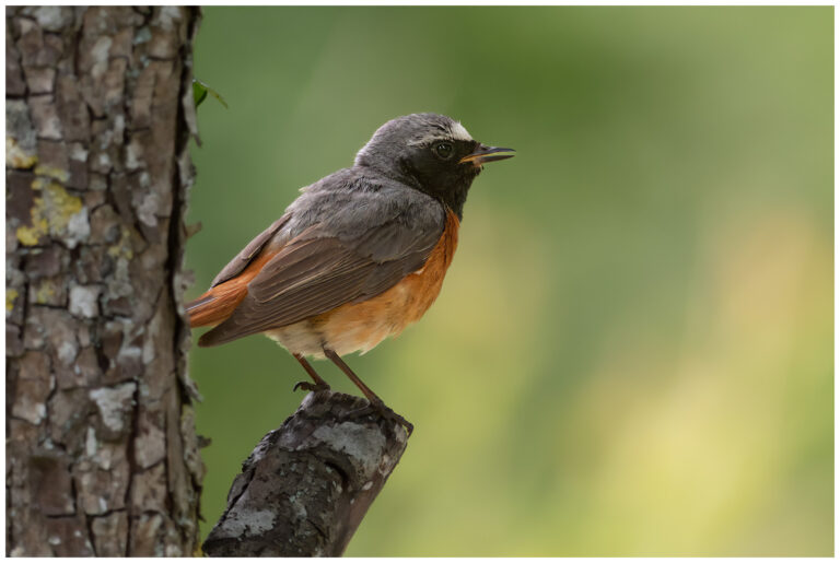 Rödstjärt - Common Redstart hane rödstjärt lockande