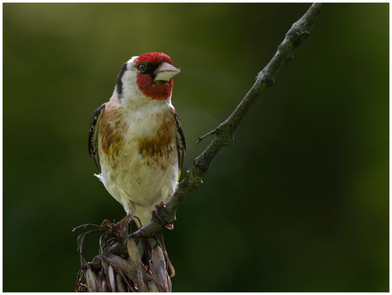 Steglits - European Goldfinch Carduelis carduelis