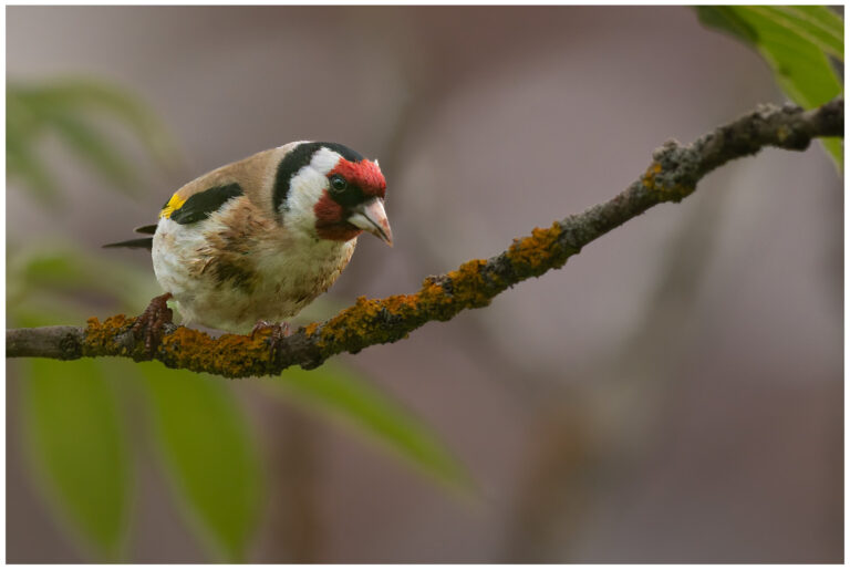 Steglits - European Goldfinch Steglits sitter på en lavbeklädd gren med suddig grön och grå bakgrund