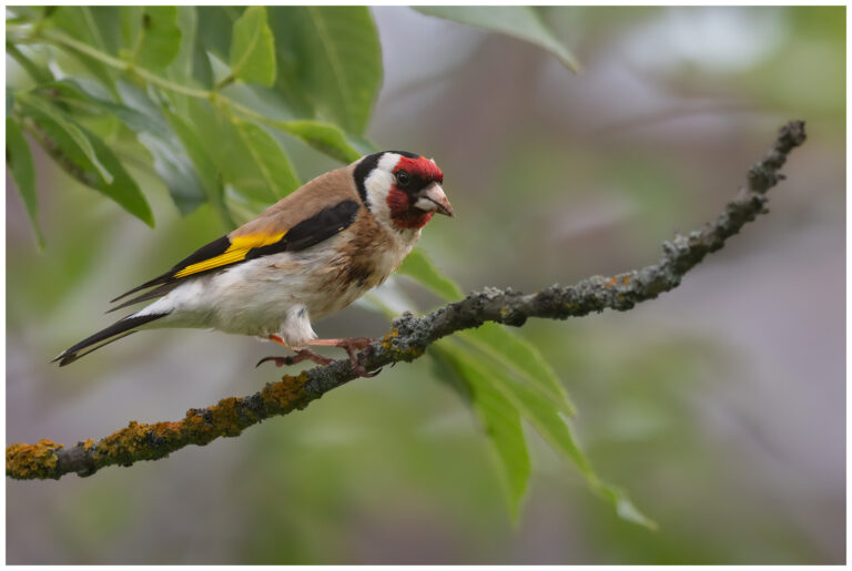 Steglits - European Goldfinch adult steglits