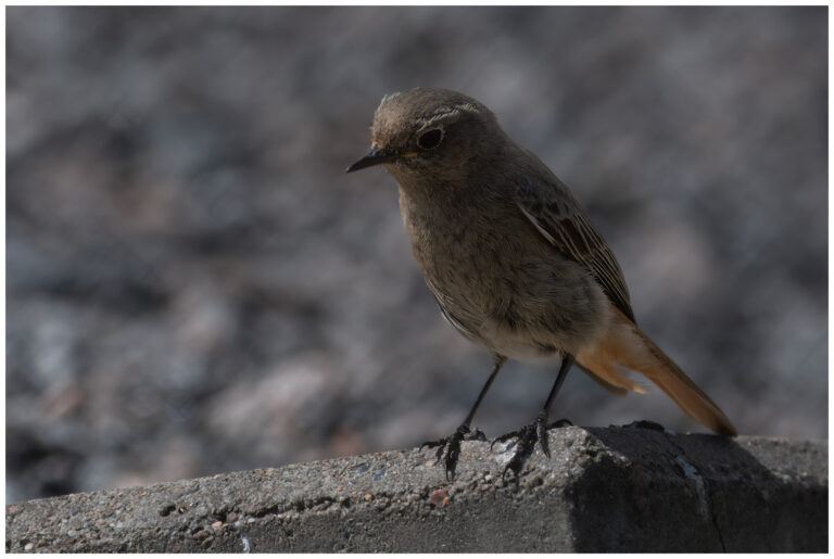 Svart rödstjärt - Black Redstart honfärgad svart rödstjärt