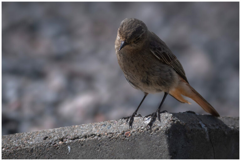 Svart rödstjärt - Black Redstart svart rödstjärt hona