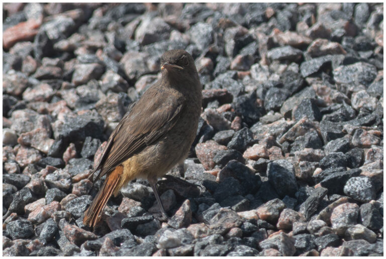 Svart rödstjärt - Black Redstart ungfågel svart rödstjärt