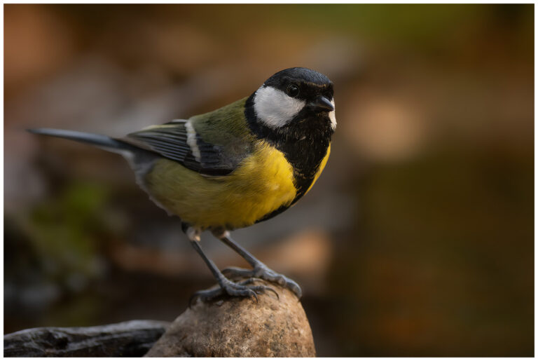 Talgoxe - Great Tit talgixe