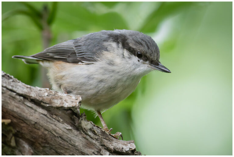 Nötväcka - Eurasian Nuthatch nötväckan